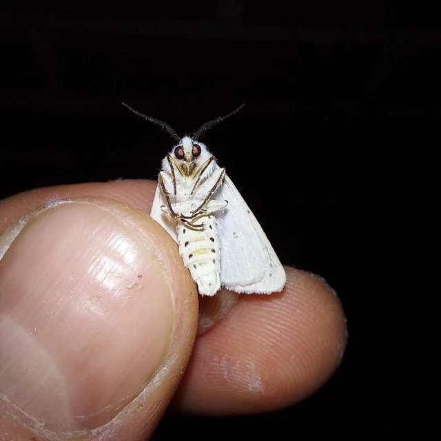 Spilosoma lubricipedum - tejszínű medvelepke