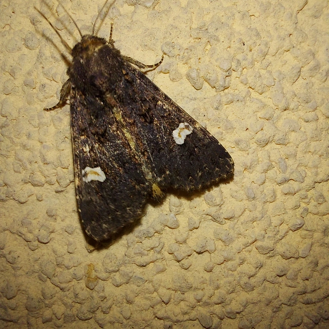 Melanchra persicariae - fehérfoltos kertibagoly