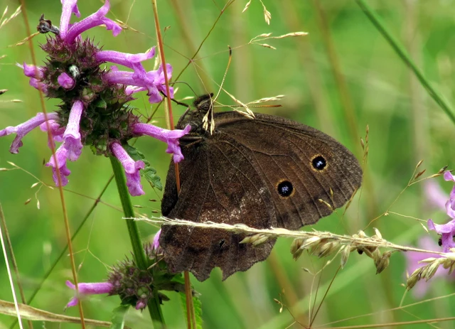 Minois dryas - fekete szemeslepke