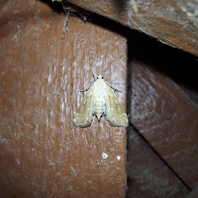Parapoynx stratiotata - közönséges vízimoly