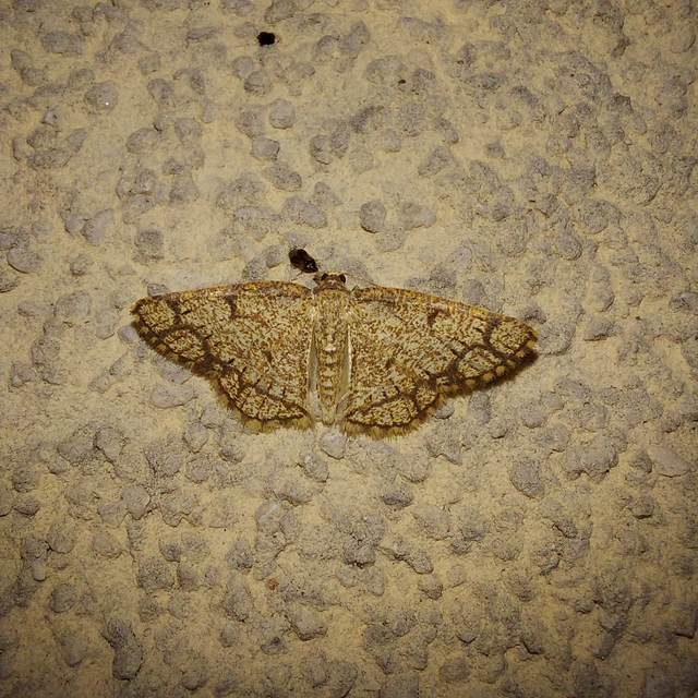 Stegania cararia - gyűrűs nyáraraszoló