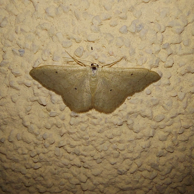 Idaea straminata - szalmasárga sávosaraszoló