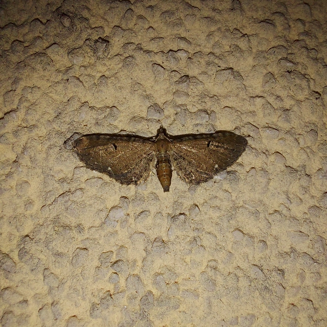 Eupithecia absinthiata - üröm-törpearaszoló