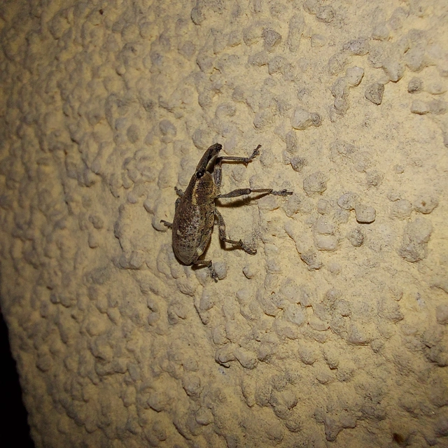 Lepyrus palustris - kétpettyes fűzormányos