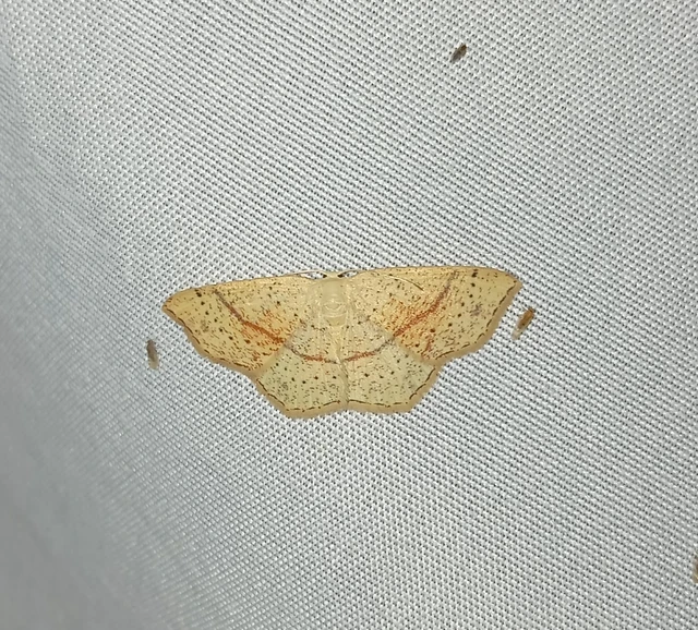 Cyclophora punctaria - sávos pettyesaraszoló