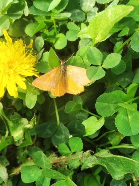 Lythria purpuraria - bíborsávos araszoló