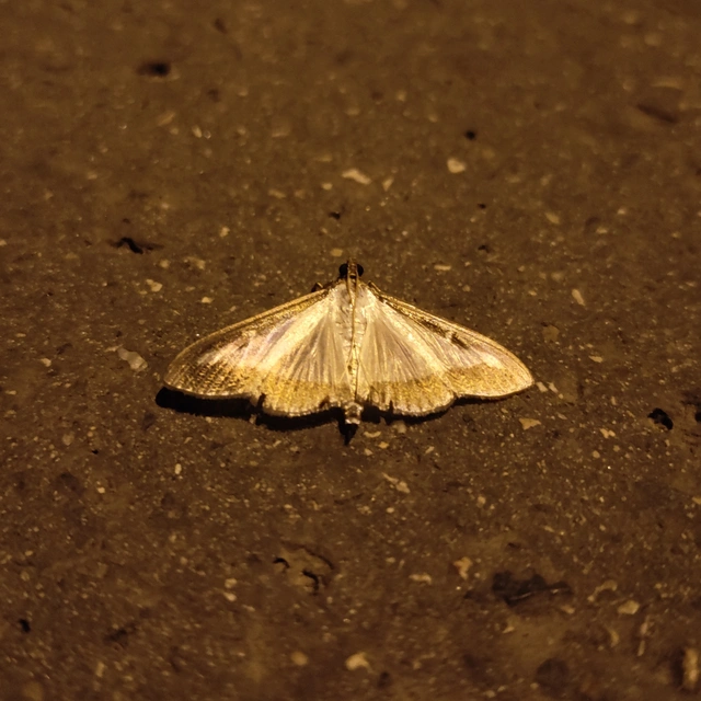 Cydalima perspectalis - puszpáng-tűzmoly