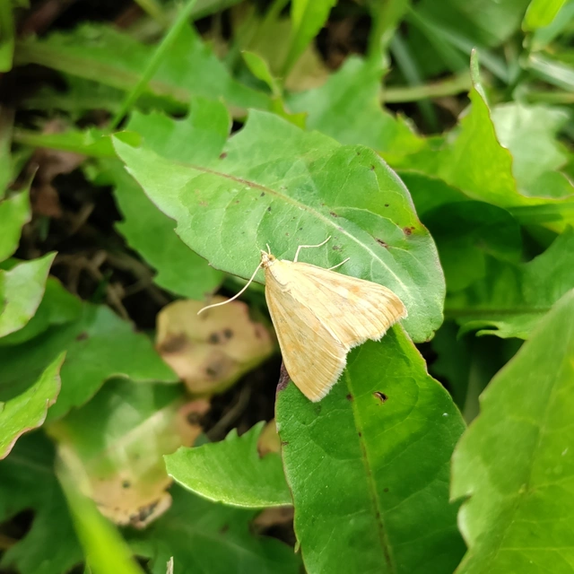 Sitochroa verticalis - világossárga dudvamoly