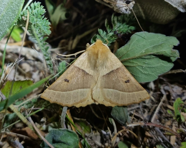 Crocallis elinguaria - sárga sávosaraszoló