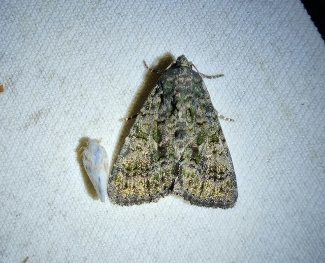 Anophia leucomelas - déli folyófűbagoly