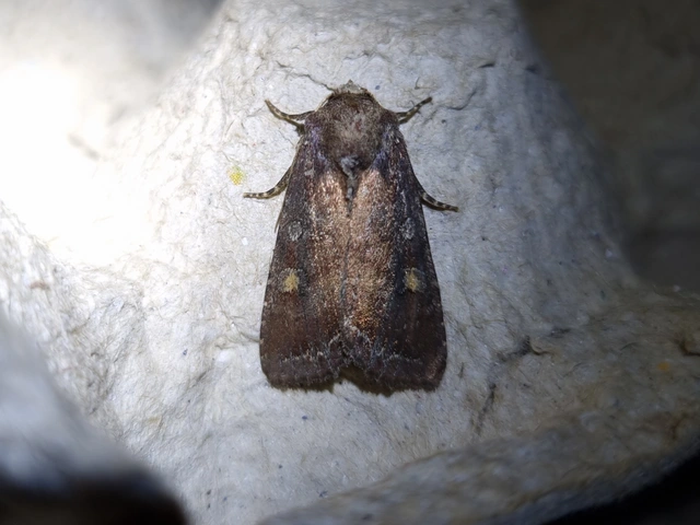 saláta-kertibagoly - Lacanobia oleracea