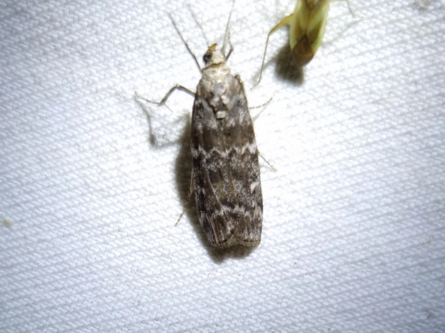 Dioryctria
