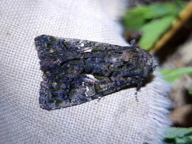 Anophia leucomelas - déli folyófűbagoly