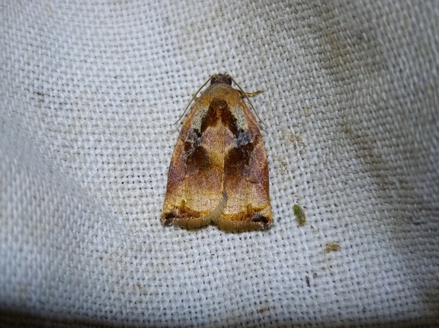 Archips podana - dudvarágó sodrómoly