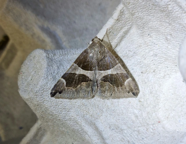 déli porcelánbagoly - Dysgonia algira