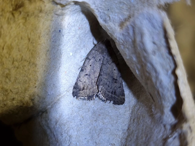 nyugtalan lápibagoly - Athetis gluteosa