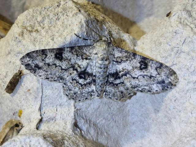 Ascotis selenaria - holdas faaraszoló