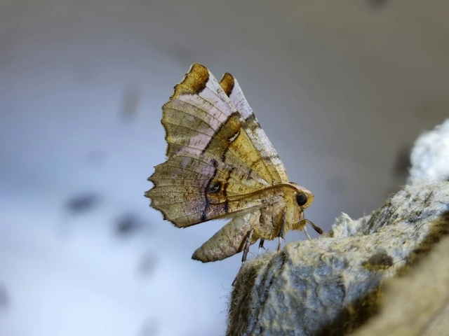 egyfoltos holdasaraszoló - Selenia lunularia