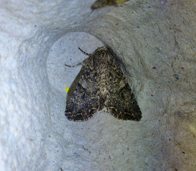 lóherebagoly - Hadula trifolii