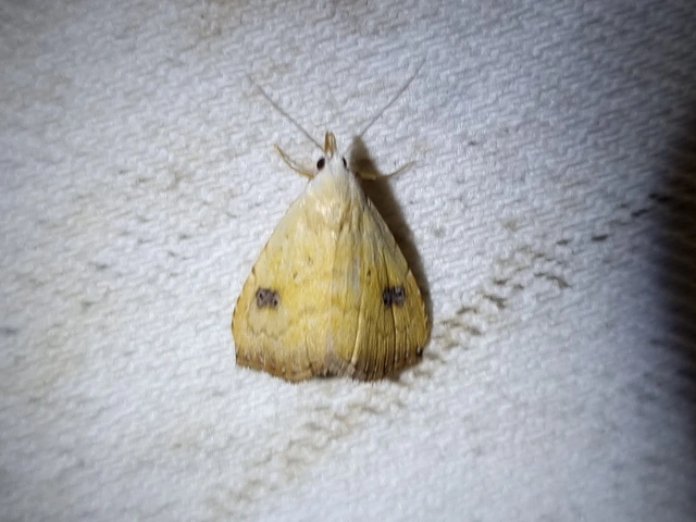 Rivula sericealis - selymes lórombagoly
