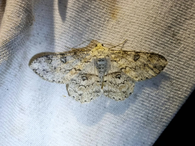Ascotis selenaria - holdas faaraszoló