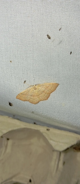 Cyclophora linearia - vonalas pettyesaraszoló