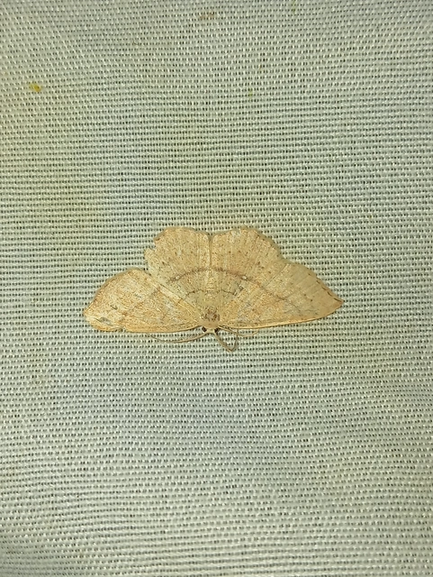 Cyclophora linearia - vonalas pettyesaraszoló