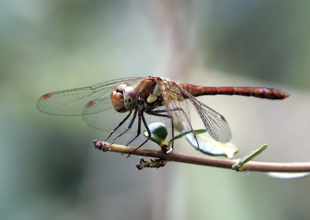 Sympetrum striolatum - harántsávos katona-szitakötő
