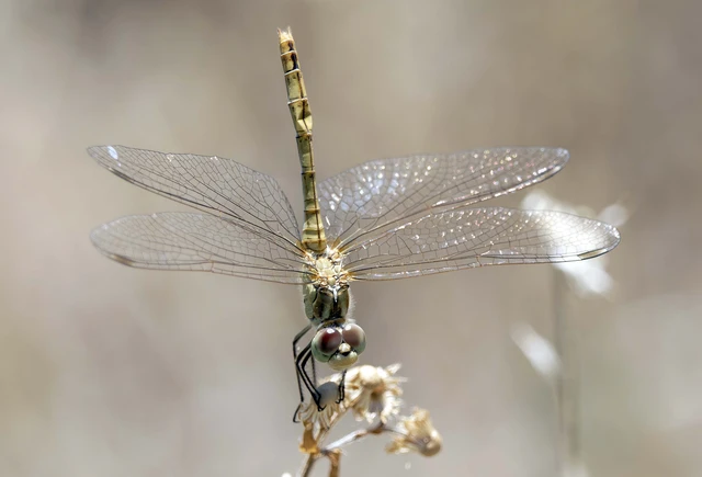 Sympetrum meridionale - fakó katona-szitakötő