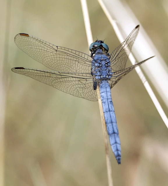 Orthetrum coerulescens - karcsú pásztorszitakötő