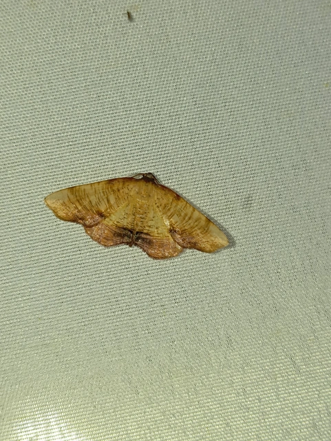 Plagodis dolabraria - baltaszárnyú araszoló