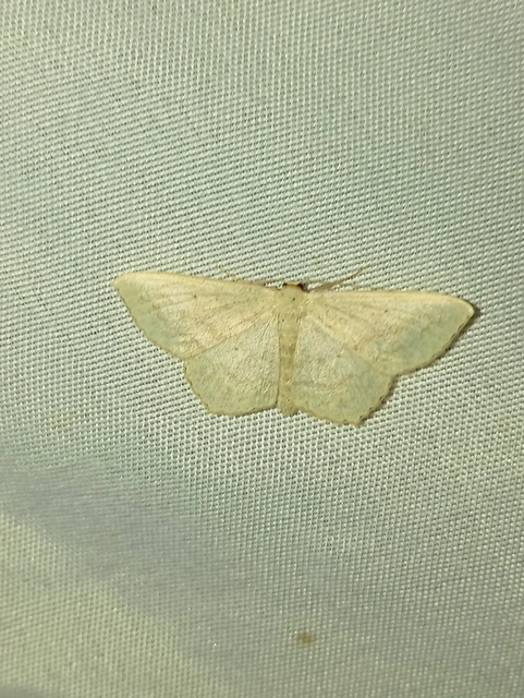 Scopula nigropunctata - feketepettyes araszoló