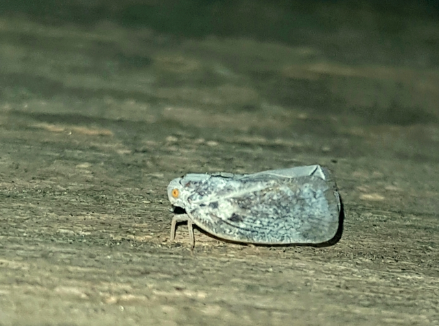 Metcalfa pruinosa - amerikai lepkekabóca