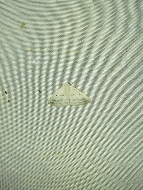 Lomographa temerata - foltos fehéraraszoló
