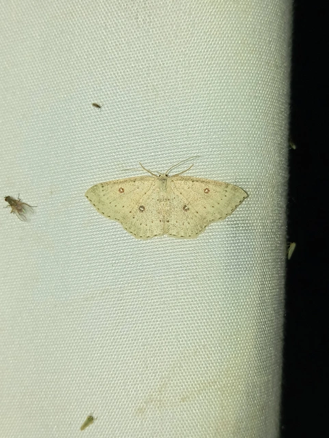 Cyclophora albipunctata - hegyi pettyesaraszoló