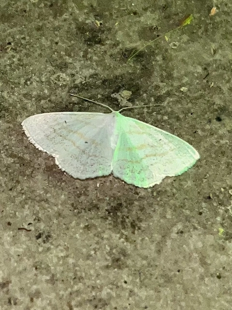 Scopula caricaria - mocsári fehéraraszoló