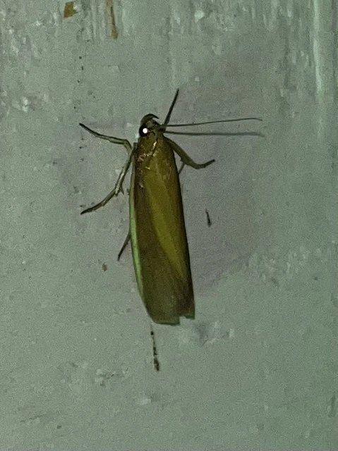 Oncocera semirubella - lucernamoly