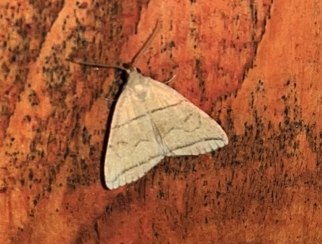 Herminia grisealis - ligeti karcsúbagoly