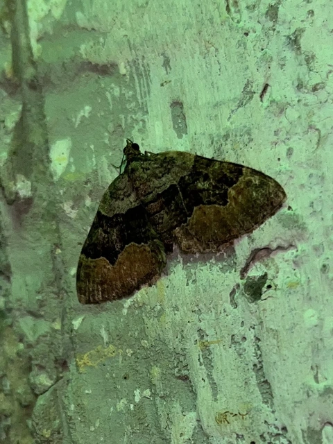 Xanthorhoe quadrifasiata - négysávos tarkaaraszoló