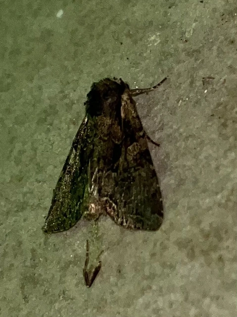 Lacanobia thalassina - borbolya-kertibagoly