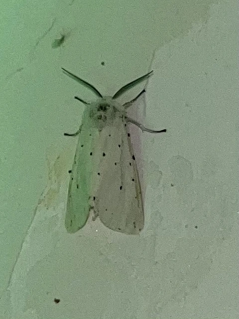 Spilosoma lubricipedum - tejszínű medvelepke