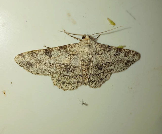 Ascotis selenaria - holdas faaraszoló