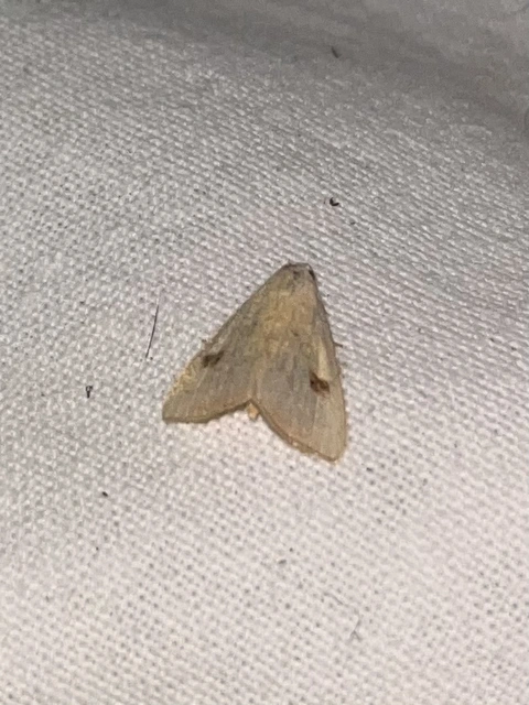 Rivula sericealis - selymes lórombagoly