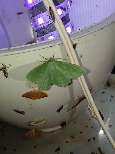 Geometra papilionaria - nagy zöldaraszoló