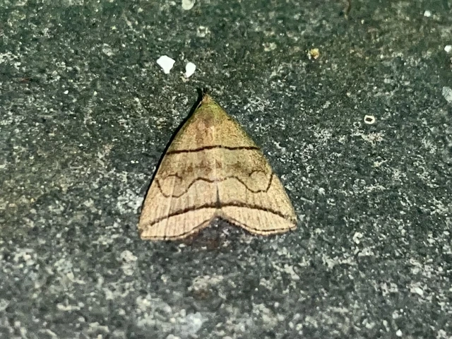 Herminia grisealis - ligeti karcsúbagoly