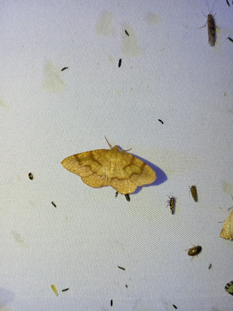 Plagodis pulveraria - szemcsés araszoló