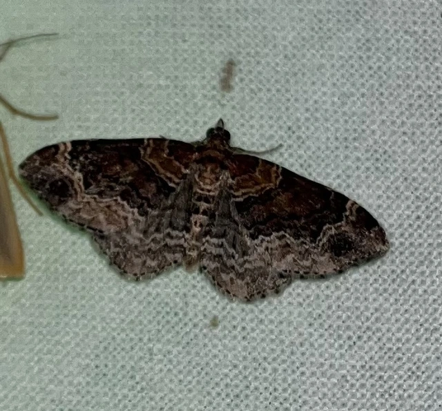 Xanthorhoe spadicearia - sávos tarkaaraszoló