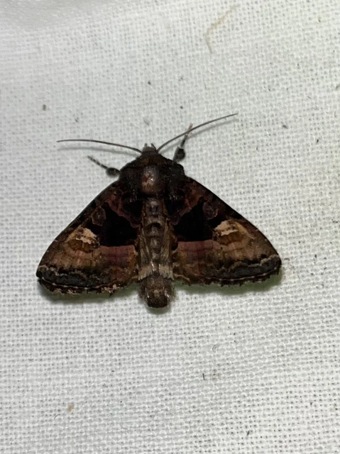 Euplexia lucipara - szeder-csipkésbagoly