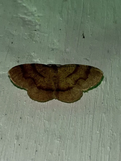 Plagodis pulveraria - szemcsés araszoló