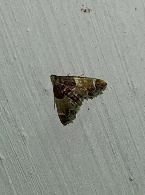 Pyralis farinalis - lisztilonca